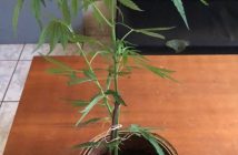 Polícia militar descobre pé de maconha cultivado em Lupionópolis