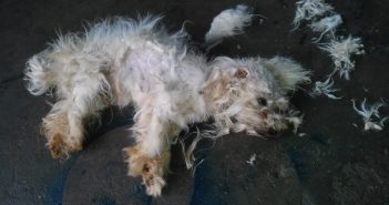 Maltrato: Cachorro fica preso em residência e morre de fome em Lupionópolis