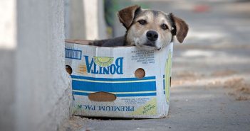 Prefeitura de cidade do Paraná dá desconto no IPTU para quem adotar cachorro de Rua