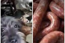 Família é presa por vender linguiça de gato e cachorro