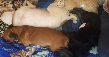 Prefeitura de Porecatu inicia parceria com projeto de Castração de Animais