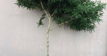Pé de maconha de mais de 2 metros é apreendido pela PM em Jaguapitã