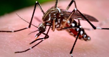 Dengue: Boletim atualizado aponta mortes em Centenário do Sul e Florestópolis