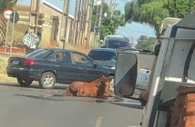 Sarandi: Carro da prefeitura é flagrado puxando cavalos; moradores se revoltam