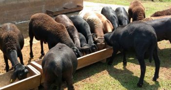 28 carneiros são furtados de propriedade rural entre Jaguapitã e Guaraci