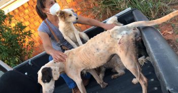 Mulher é presa após caso de maus tratos a animais em Jaguapitã