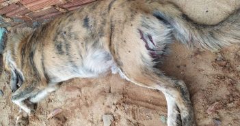 Dona de cachorro acusa vizinho de matar animal com espingarda de pressão em Guaraci