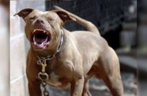 Mulher morre após ser atacada por pitbull dentro de casa