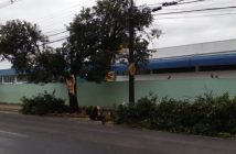 Vendaval derruba árvores e causa estragos em Londrina