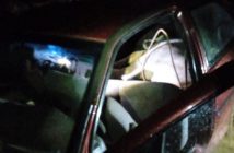 Boi furtado é deixado dentro de carro abandonado em matagal no Paraná