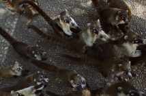 No Paraná: Quatis invadem casa e consomem 4 kg de bacon e 1 litro de pinga