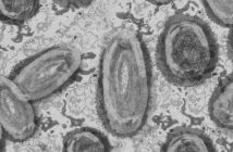 Saúde confirma mais três casos de Monkeypox no Paraná