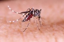 Lupionópolis confirma primeiro caso de chikungunya
