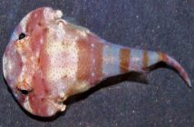 Nova espécie de peixe é descoberta no Brasil