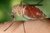 Febre oropouche se espalha pelo país; saiba o que é a doença