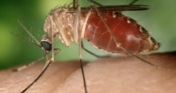 Febre oropouche se espalha pelo país; saiba o que é a doença
