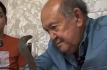Idoso tenta hipnotizar cobra, mas é atacado no rosto; vídeo viraliza