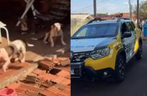 Idosa sofre ferimentos graves após ataque de três pitbulls no PR