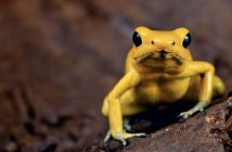 O sapo mais letal do mundo: uma beleza de cinco centímetros que pode matar com um toque